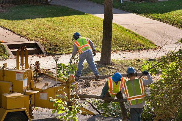 How Our Tree Care Process Works  in  North Granby, CT